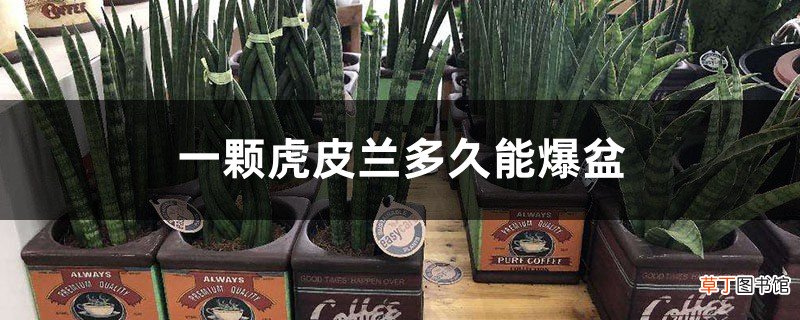 一颗虎皮兰多久能爆盆