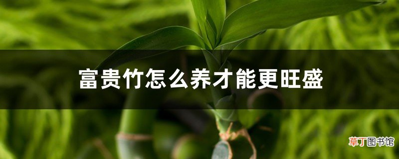 富贵竹怎么养才能更旺盛