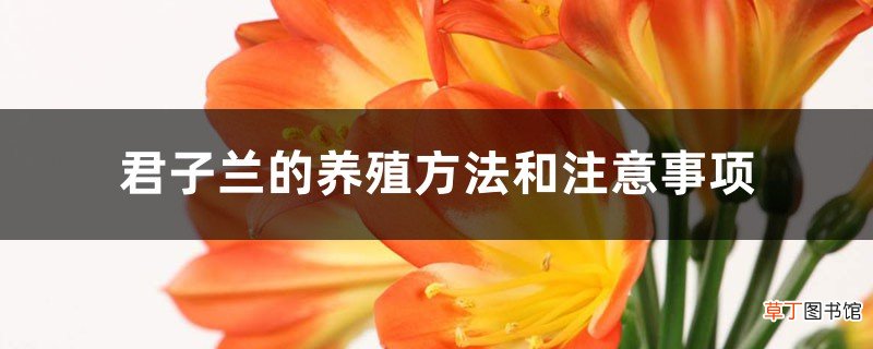 君子兰的养殖方法和注意事项