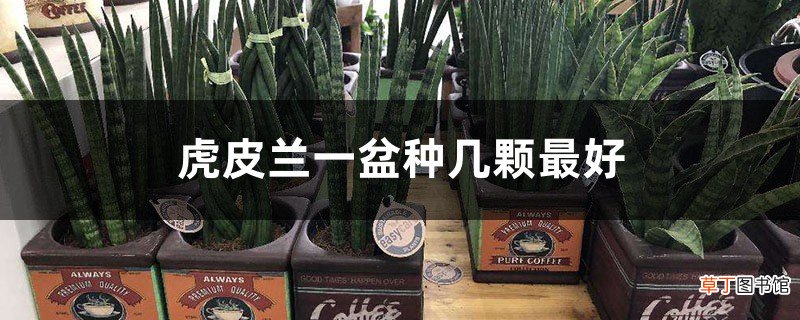 虎皮兰一盆种几颗最好，用深盆还是浅盆
