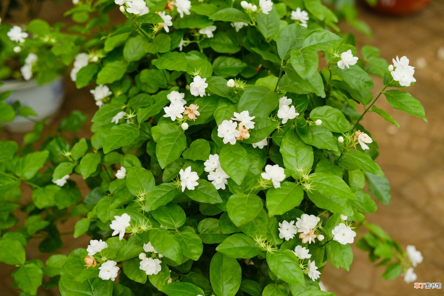 茉莉的修剪方法