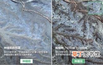 质疑网友表态 蚂蚁森林回应未种植梭梭：顽强存活2年