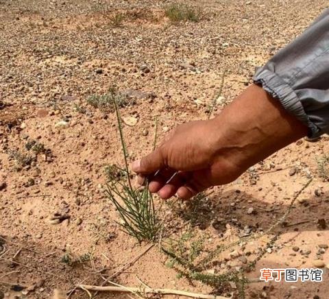 质疑网友表态 蚂蚁森林回应未种植梭梭：顽强存活2年