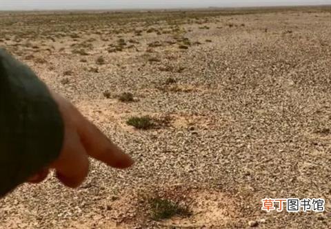 质疑网友表态 蚂蚁森林回应未种植梭梭：顽强存活2年