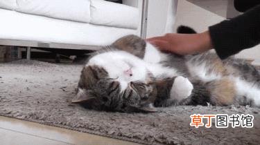 猫咪一到晚上就疯跑咬人 为什么猫喜欢咬人