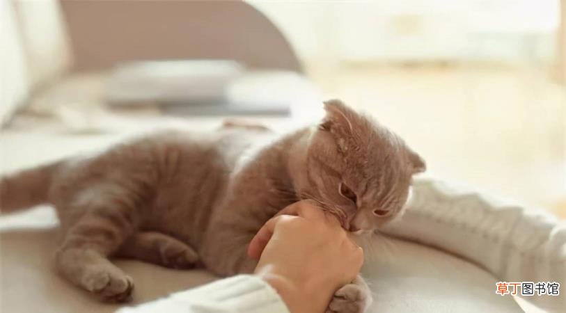 猫咪一到晚上就疯跑咬人 为什么猫喜欢咬人