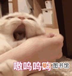 猫咪一到晚上就疯跑咬人 为什么猫喜欢咬人