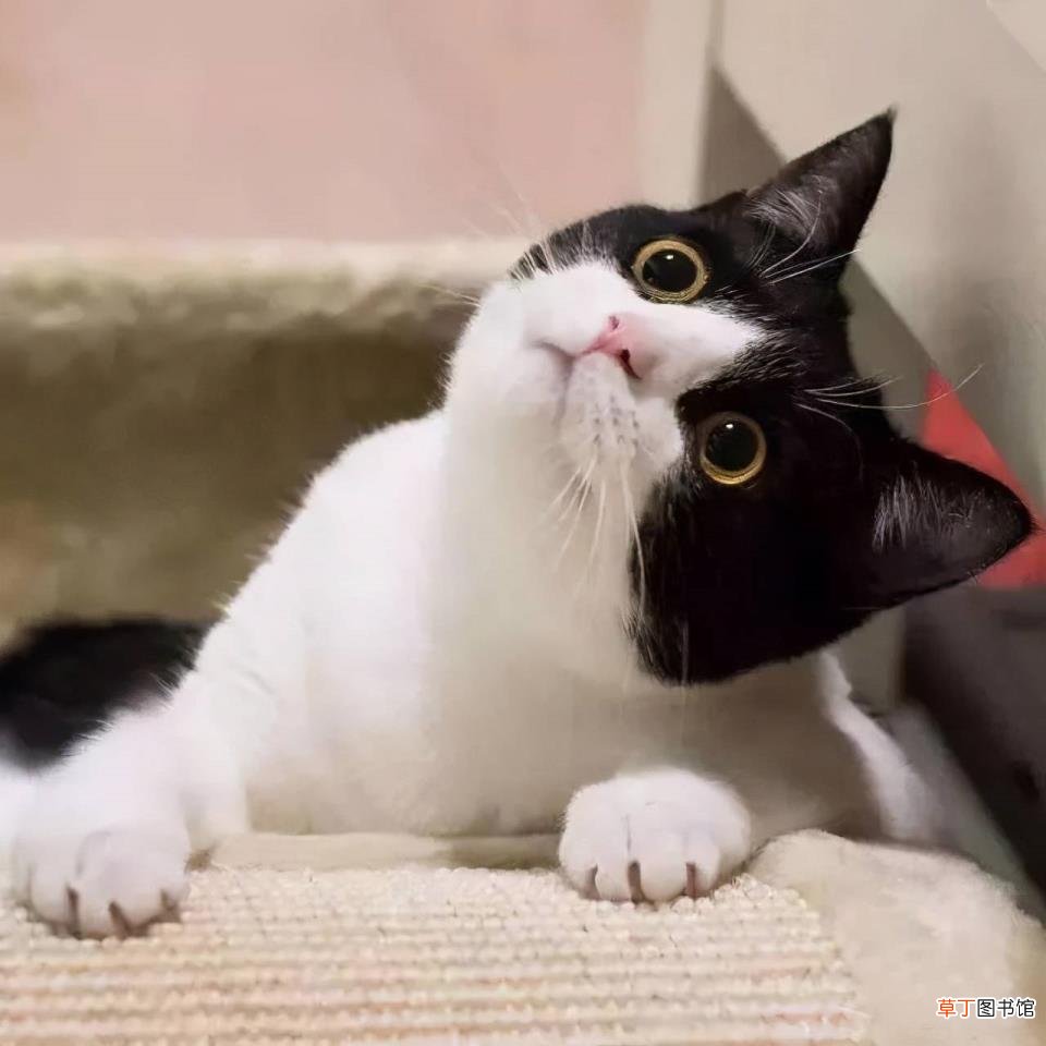 猫咪一到晚上就疯跑咬人 为什么猫喜欢咬人