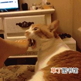 猫咪一到晚上就疯跑咬人 为什么猫喜欢咬人