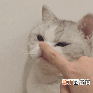 猫咪一到晚上就疯跑咬人 为什么猫喜欢咬人