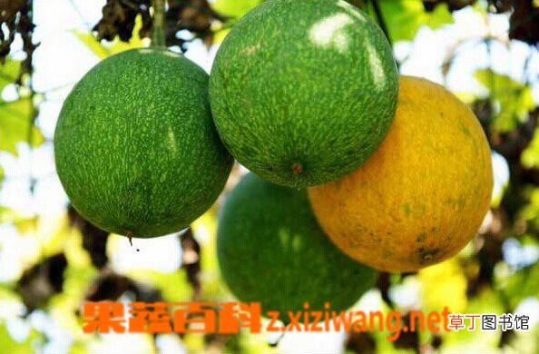 中药瓜萎的功效与作用