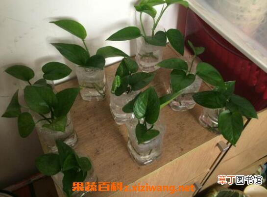 水培绿萝的养殖方法和注意事项