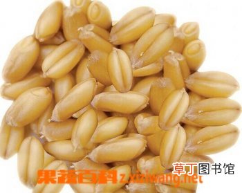 孚小麦的功效与作用？