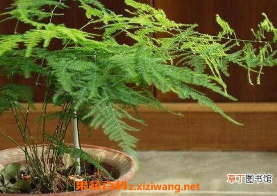 文竹怎么养 文竹的养殖方法技巧