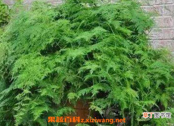 文竹怎么养 文竹的养殖方法技巧