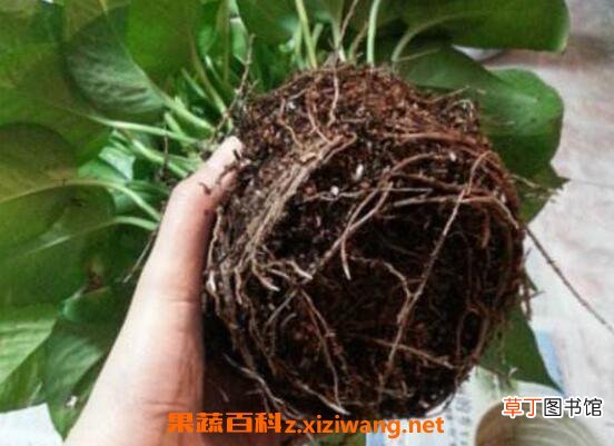 绿萝怎么分盆 绿萝换盆注意事项