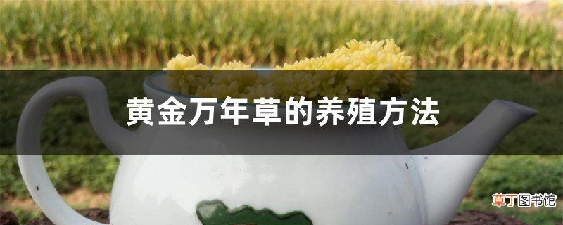 黄金万年草的养殖方法