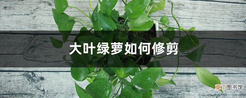 绿萝怎么修剪