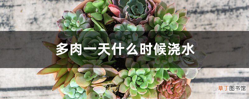 多肉一天什么时候浇水，用喷雾好吗