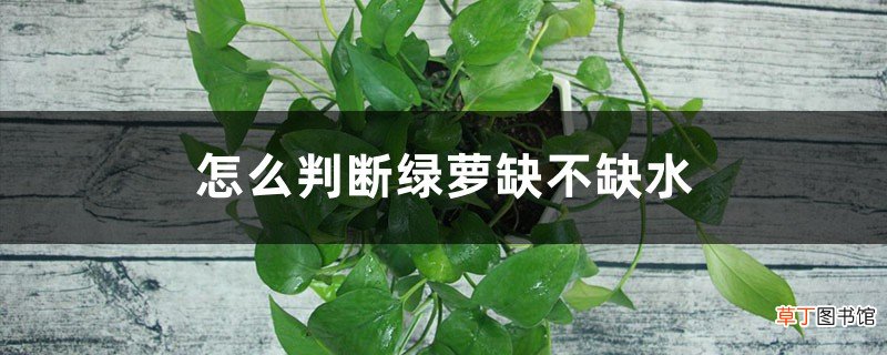 怎么判断绿萝缺不缺水