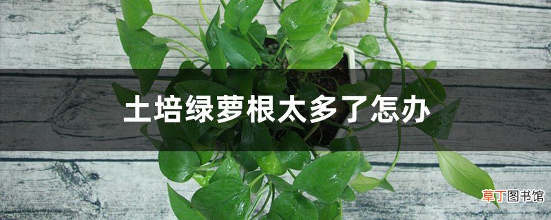 土培绿萝根太多、根满盆了怎办