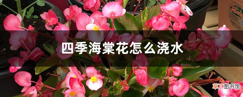 四季海棠花怎么浇水，多长时间浇水