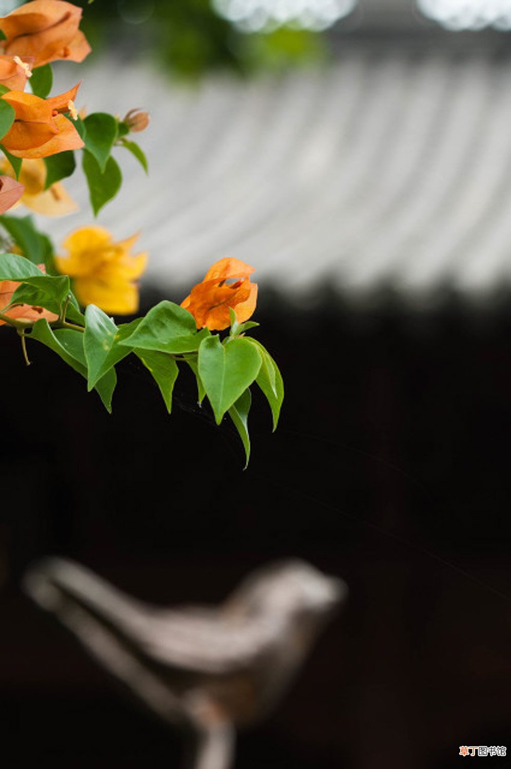 三角梅能泡出根吗，怎么用水生根