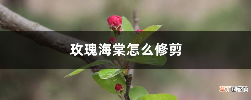 玫瑰海棠怎么修剪，什么时候剪枝