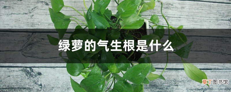 绿萝的气生根是什么,可以剪吗