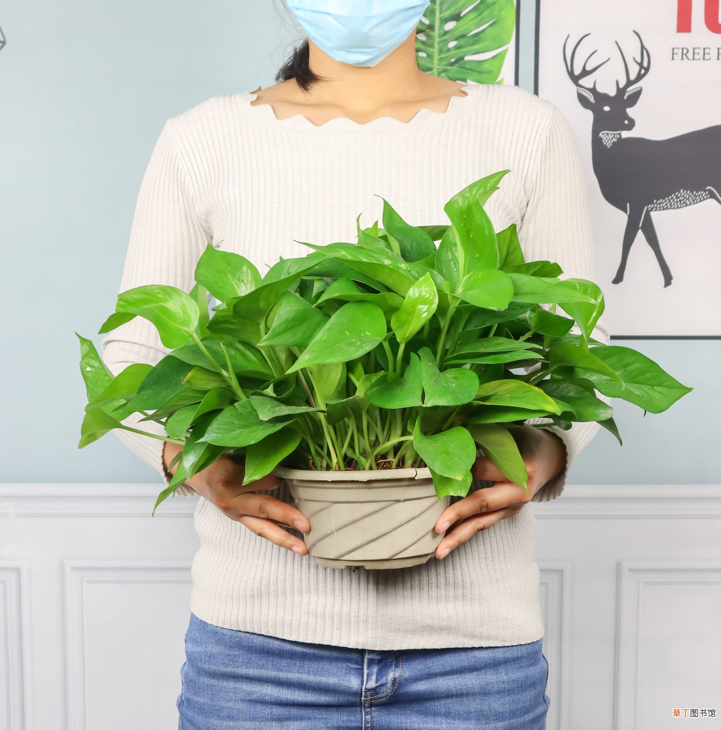 土培绿萝烂根如何消毒