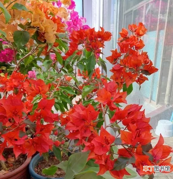 12月开什么花 十二月这几种花开的正盛