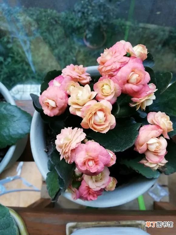 12月开什么花 十二月这几种花开的正盛