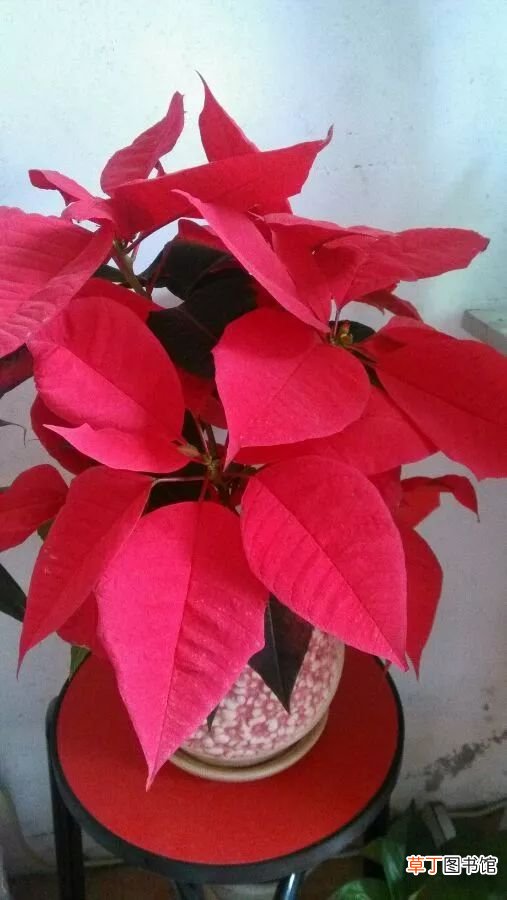 12月开什么花 十二月这几种花开的正盛