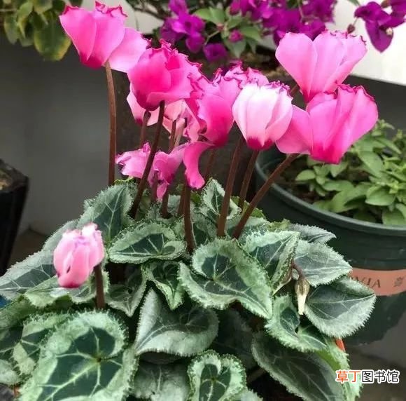 12月开什么花 十二月这几种花开的正盛
