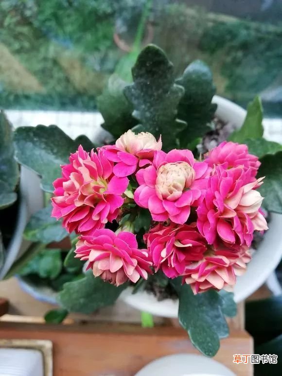 12月开什么花 十二月这几种花开的正盛