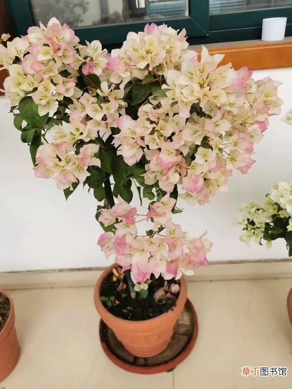 12月开什么花 十二月这几种花开的正盛