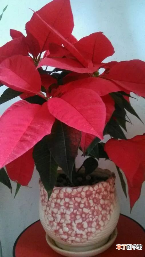 12月开什么花 十二月这几种花开的正盛