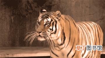 10万个为什么故事大全 一百个为什么