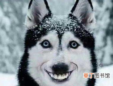 一个很吓人的笑脸图片 为什么微笑狗很吓人