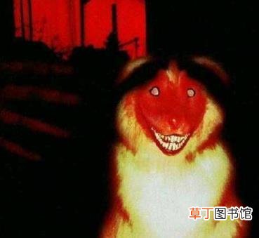 一个很吓人的笑脸图片 为什么微笑狗很吓人