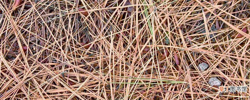 干松针可以直接种花、垫花盆吗？