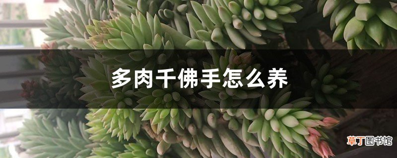 多肉千佛手怎么养