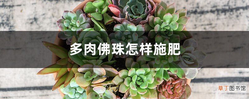 多肉佛珠怎样施肥