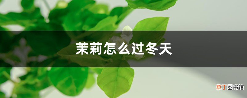 茉莉怎么过冬天，盆栽/地栽/小苗越冬方法