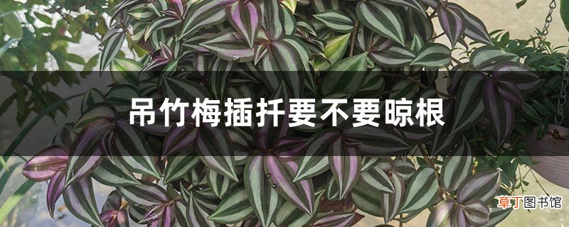 附扦插图解 吊竹梅插扦要不要晾根