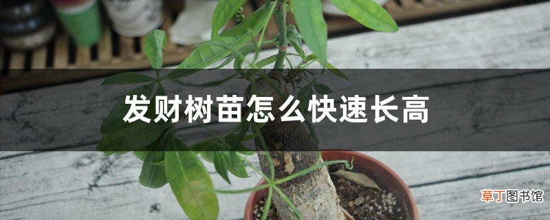 发财树苗怎么快速长高，怎么种会粗大