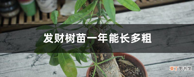 发财树苗一年能长多粗，怎么快速长高