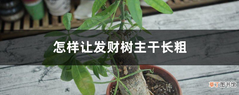 怎样让发财树主干长粗，小型发财树能养大吗