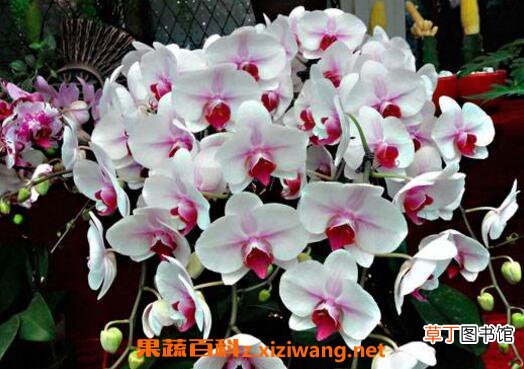 蝴蝶兰如何养 蝴蝶兰的养殖方法和注意事项
