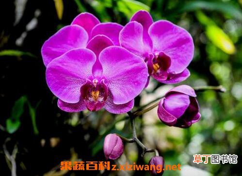 蝴蝶兰如何养 蝴蝶兰的养殖方法和注意事项